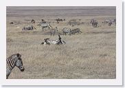 07IntoNgorongoro - 051 * Burchell's Zebra.